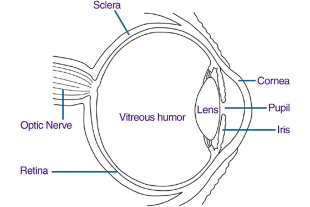 diagram-of-eye-anatomy